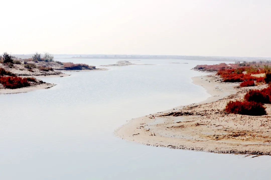 深秋的无棣有一种红叫红海滩，映红半边天