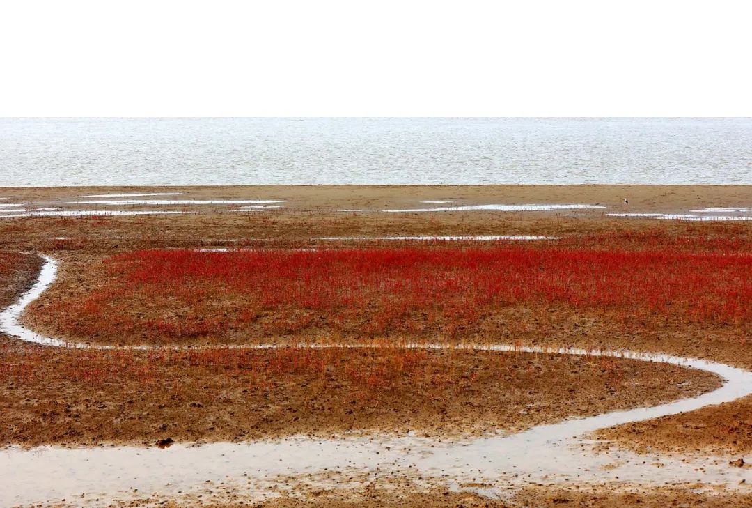 深秋的无棣有一种红叫红海滩，映红半边天