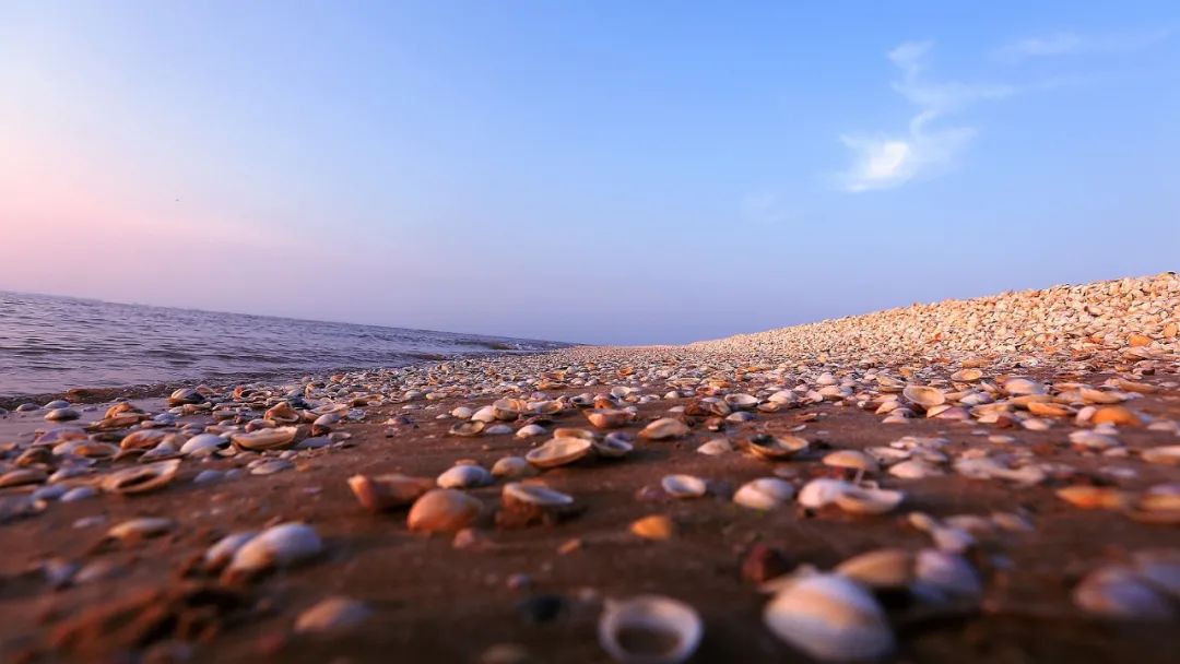 深秋的无棣有一种红叫红海滩，映红半边天