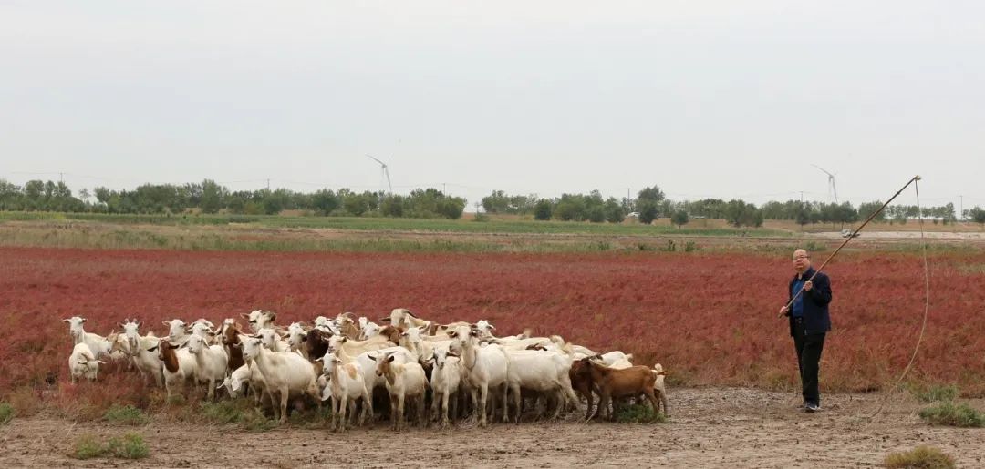 深秋的无棣有一种红叫红海滩，映红半边天