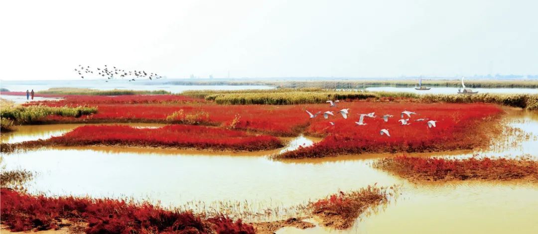 深秋的无棣有一种红叫红海滩，映红半边天