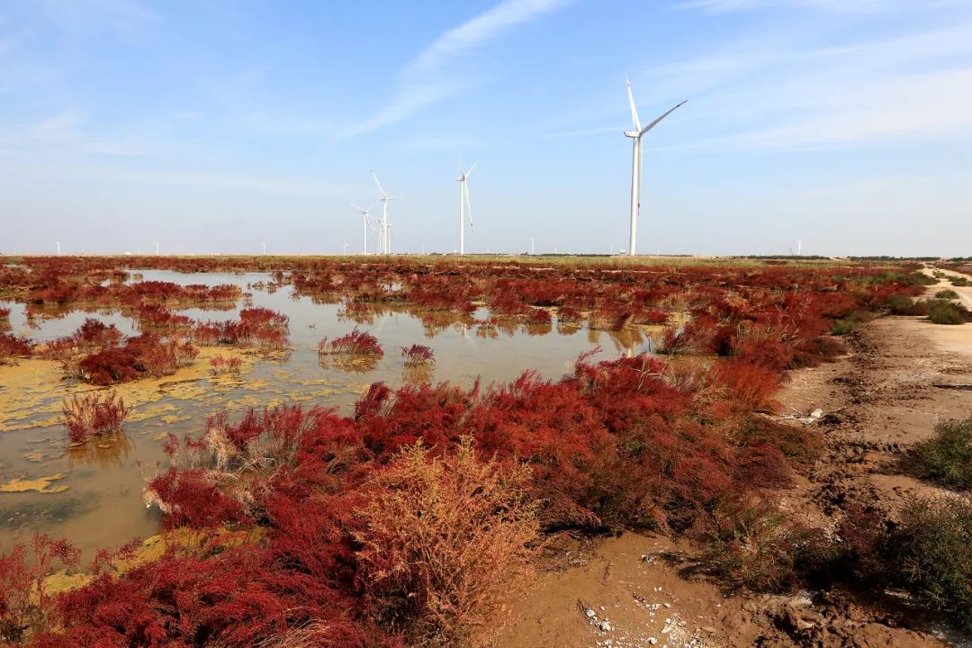 深秋的无棣有一种红叫红海滩，映红半边天