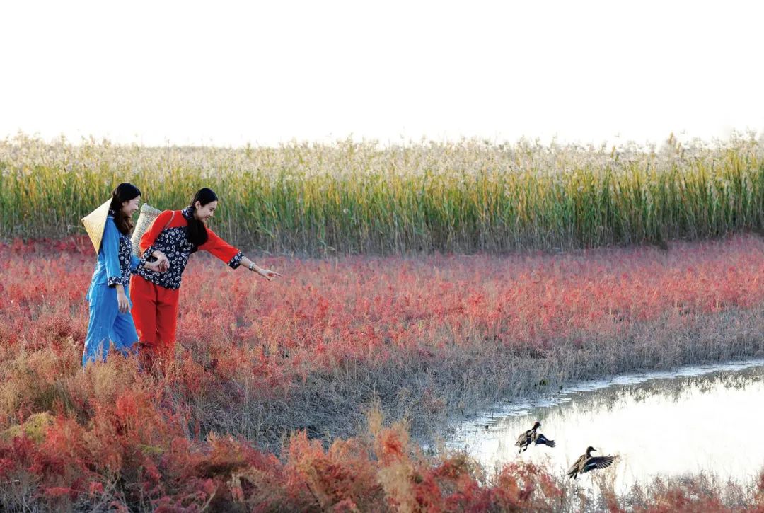 深秋的无棣有一种红叫红海滩，映红半边天