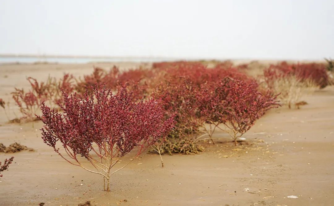 深秋的无棣有一种红叫红海滩，映红半边天