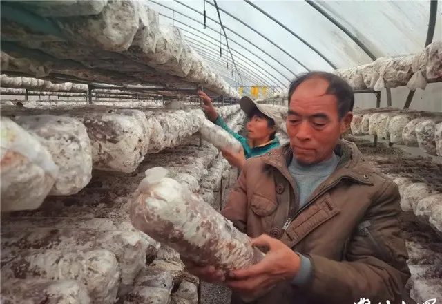 扣紧农户利益链，加大投入发展利民产业。滨州无棣，这个“十三五”期间还有113个省扶贫重点村、18个省定贫困村的农业县，目