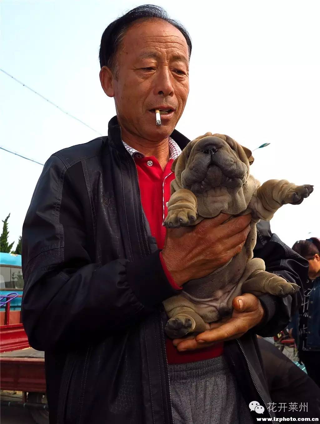 哪里的狗市