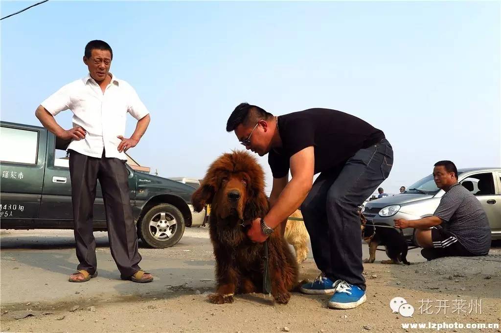 哪里的狗市全国最出名