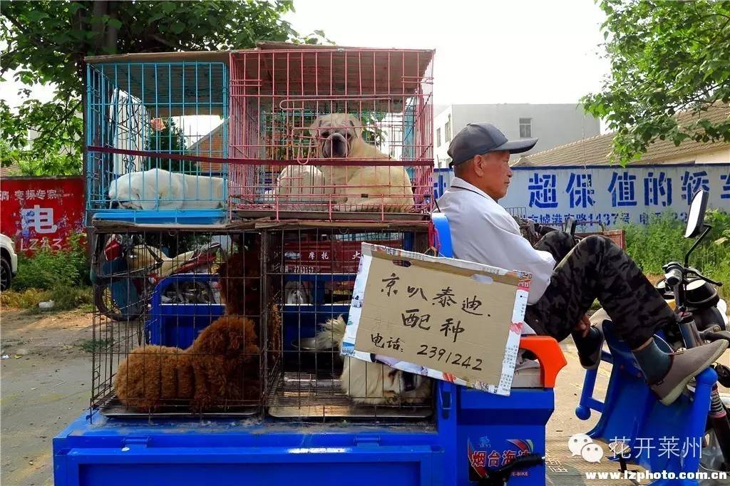 哪里的狗市