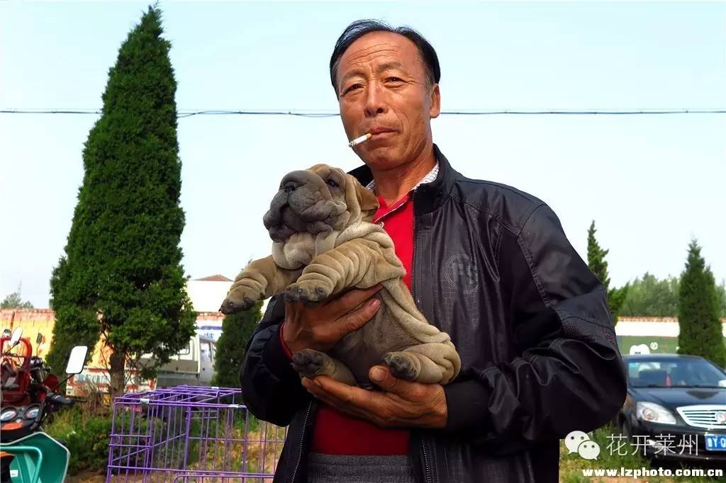 哪里的狗市