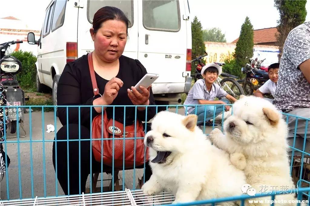 哪里的狗市