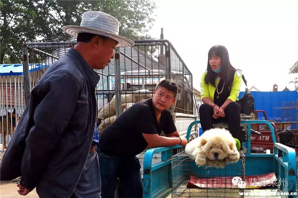 哪里的狗市