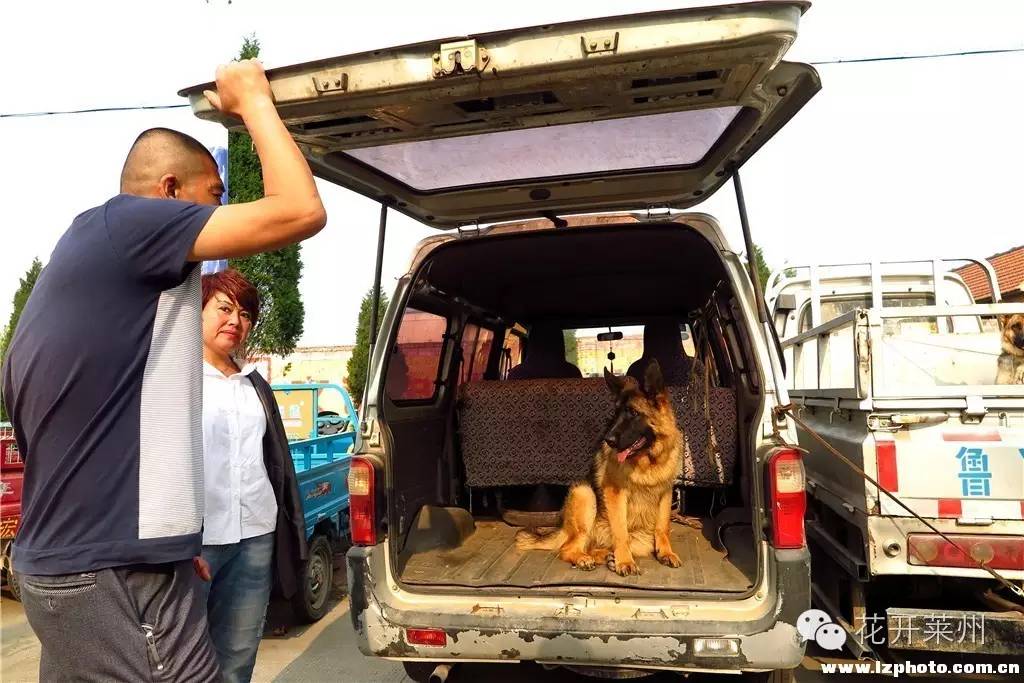 哪里的狗市