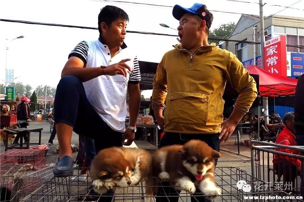 哪里的狗市