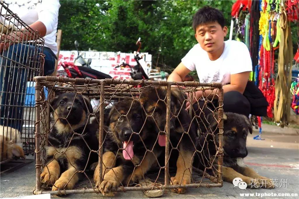哪里的狗市全国最出名