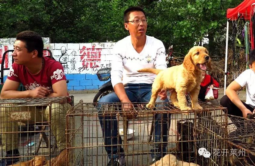 哪里的狗市