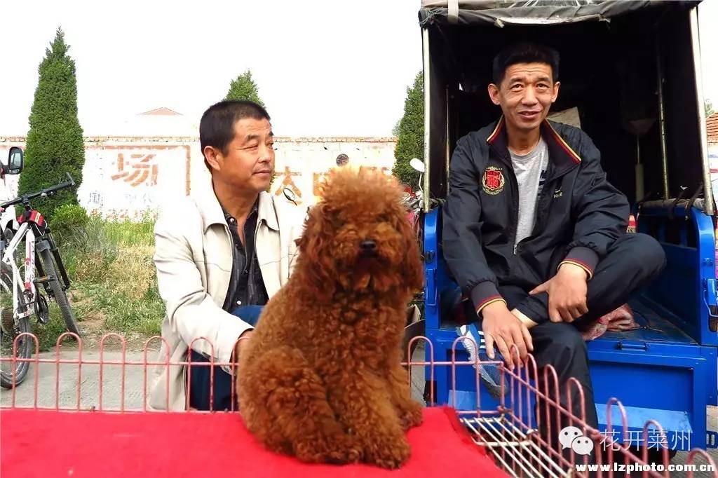 哪里的狗市