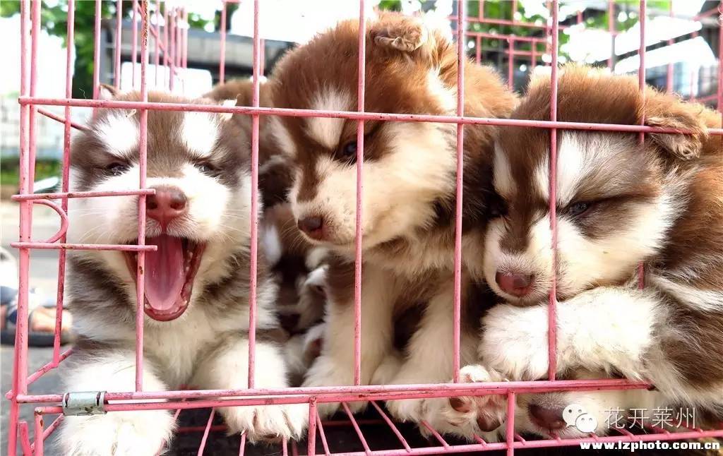 哪里的狗市