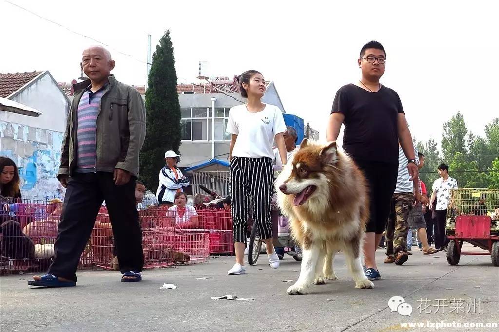 哪里的狗市