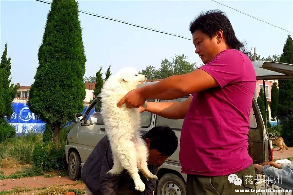 哪里的狗市