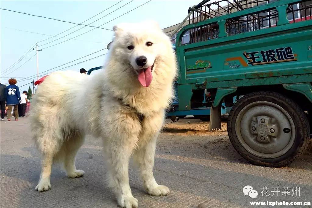 哪里的狗市