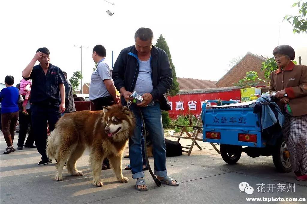 哪里的狗市