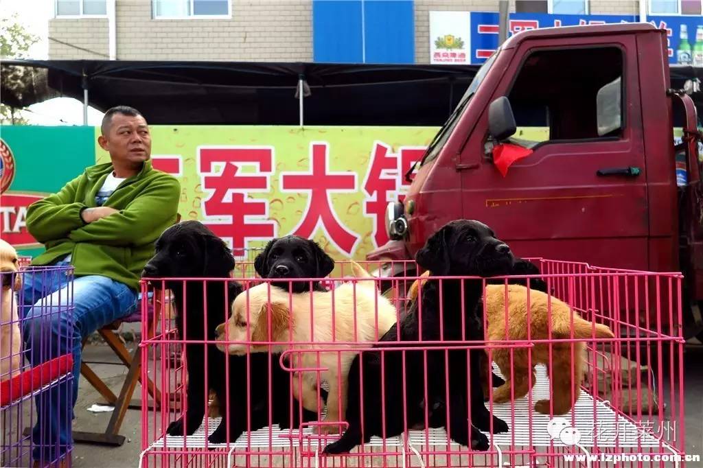 哪里的狗市