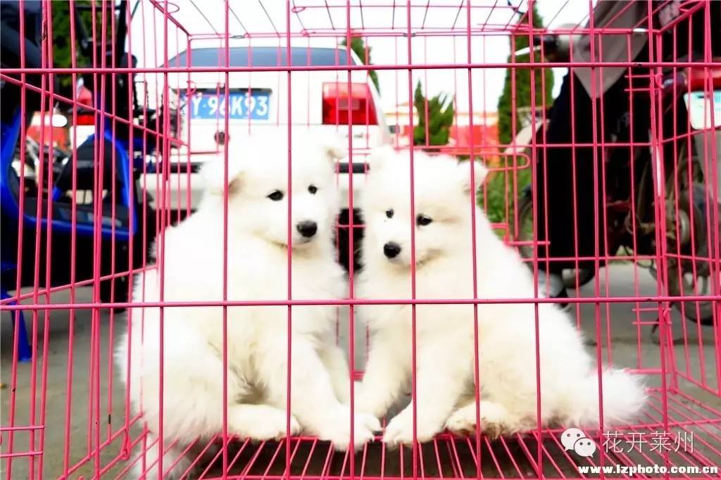 哪里的狗市