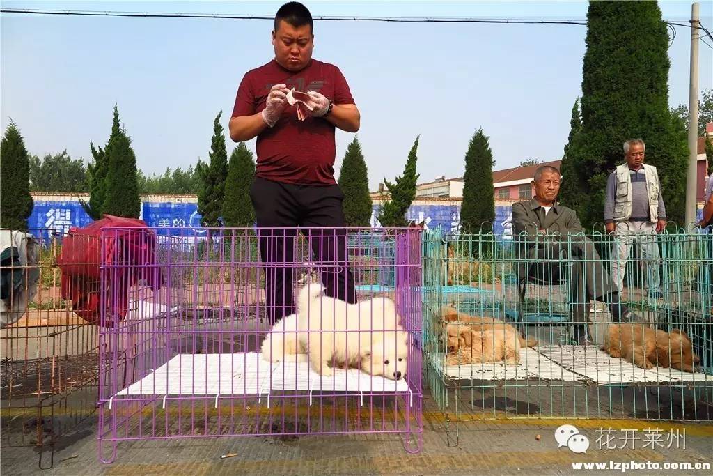哪里的狗市