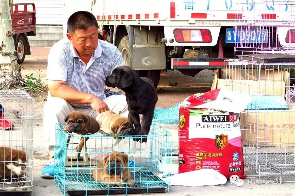 哪里的狗市