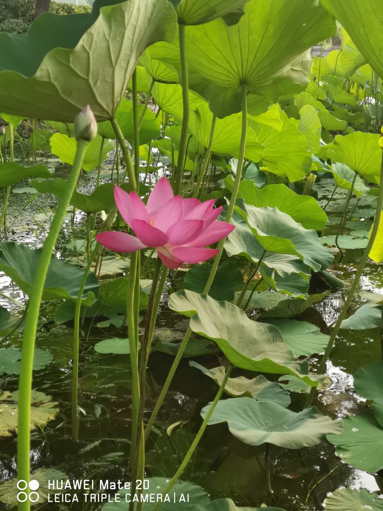 自动草稿
