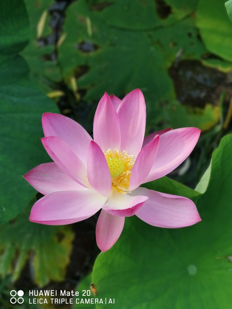自动草稿